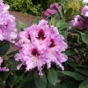 Kabarett - Rhododendron Hybride - Kabarett - Rhododendron hybridum