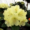 Goldinetta - różanecznik wielkokwiatowy - Goldinetta - Rhododendron hybridum