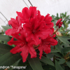 Taragona - różanecznik wielkokwiatowy - Taragona - Rhododendron hybridum