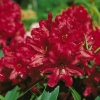 Taragona - różanecznik wielkokwiatowy - Taragona - Rhododendron hybridum