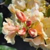 Paprica Spiced - Рододендрон гибридный - Paprica Spiced - Rhododendron hybridum