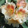 Paprica Spiced - Рододендрон гибридный - Paprica Spiced - Rhododendron hybridum