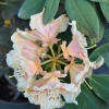 Paprica Spiced - Рододендрон гибридный - Paprica Spiced - Rhododendron hybridum