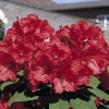 Red Jack - Rhododendron hybrid - Red Jack - Rhododendron hybridum