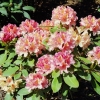 Brasilia - wardii-hybr. - Rhododendron Hybride - Brasilia - wardii-hybr. - Rhododendron hybridum