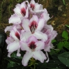 Graffito - różanecznik wielkokwiatowy - Graffito - Rhododendron hybridum