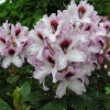 Graffito - różanecznik wielkokwiatowy - Graffito - Rhododendron hybridum