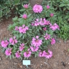 Graziella - Rhododendron hybrid - Graziella - Rhododendron hybridum