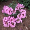 Graziella - Rhododendron hybrid - Graziella - Rhododendron hybridum