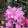 Graziella - różanecznik wielkokwiatowy - Graziella - Rhododendron hybridum