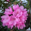 Graziella - różanecznik wielkokwiatowy - Graziella - Rhododendron hybridum