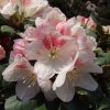 Mikado - Рододендрон гибридный - Mikado - Rhododendron hybridum