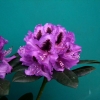 Peter Alan - różanecznik wielkokwiatowy - Peter Alan - Rhododendron hybridum