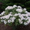 Schneeauge - różanecznik wielkokwiatowy - Schneeauge - Rhododendron hybridum