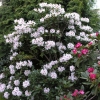 Schneeauge - Rhododendron hybrid - Schneeauge - Rhododendron hybridum