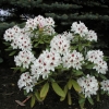Schneeauge - Rhododendron hybrid - Schneeauge - Rhododendron hybridum
