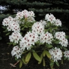 Schneeauge - Rhododendron Hybride - Schneeauge - Rhododendron hybridum