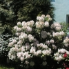 Schneeauge - Rhododendron Hybride - Schneeauge - Rhododendron hybridum