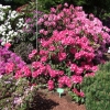 Mieszko I - Rhododendron hybrid - Mieszko I - Rhododendron hybridum