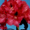 Mieszko I - różanecznik wielkokwiatowy - Mieszko I - Rhododendron hybridum