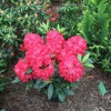 Władysław Jagiełło ROYAL RED PBR - Rhododendron hybrid - Rhododendron hybridum 'Władysław Jagiełło Royal Red' PBR ROYAL RED