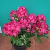 Zygmunt III Waza ROYAL CRIMSON PBR - Rhododendron Hybride - Zygmunt III Waza ROYAL CRIMSON PBR - Rhododendron hybridum