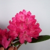 Zygmunt III Waza ROYAL CRIMSON PBR - Рододендрон гибридный - Zygmunt III Waza ROYAL CRIMSON PBR - Rhododendron hybridum