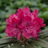 Zygmunt III Waza ROYAL CRIMSON PBR - Rhododendron Hybride - Zygmunt III Waza ROYAL CRIMSON PBR - Rhododendron hybridum