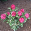 Zygmunt III Waza ROYAL CRIMSON PBR - Rhododendron Hybride - Zygmunt III Waza ROYAL CRIMSON PBR - Rhododendron hybridum