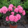 Królowa Bona ROYAL CANDY - Рододендрон гибридный - Królowa Bona ROYAL CANDY - Rhododendron hybridum