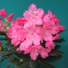 Królowa Bona ROYAL CANDY - Рододендрон гибридный - Królowa Bona ROYAL CANDY - Rhododendron hybridum