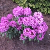 Bolesław Chrobry ROYAL LILAC PBR - Rhododendron hybrid - Bolesław Chrobry ROYAL LILAC PBR - Rhododendron hybridum