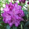 Bolesław Chrobry ROYAL LILAC PBR - Rhododendron hybrid - Bolesław Chrobry ROYAL LILAC PBR - Rhododendron hybridum