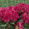 Kazimierz Wielki ROYAL SCARLET - różanecznik wielkokwiatowy - Kazimierz Wielki ROYAL SCARLET - Rhododendron hybridum