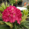 Kazimierz Wielki ROYAL SCARLET - Рододендрон гибридный - Kazimierz Wielki ROYAL SCARLET - Rhododendron hybridum