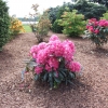 Jan III Sobieski ROYAL AMARANTH - Rhododendron Hybride - Jan III Sobieski ROYAL AMARANTH - Rhododendron hybridum