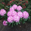 Kazimierz Odnowiciel ROYAL VIOLET PBR - Rhododendron hybrid - Kazimierz Odnowiciel ROYAL VIOLET PBR - Rhododendron hybridum