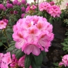 Kazimierz Odnowiciel ROYAL VIOLET PBR - Rhododendron hybrid - Kazimierz Odnowiciel ROYAL VIOLET PBR - Rhododendron hybridum