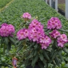 Kazimierz Odnowiciel ROYAL VIOLET PBR - Rhododendron hybrid - Kazimierz Odnowiciel ROYAL VIOLET PBR - Rhododendron hybridum