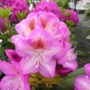 Kazimierz Odnowiciel ROYAL VIOLET PBR - Rhododendron hybrid - Kazimierz Odnowiciel ROYAL VIOLET PBR - Rhododendron hybridum