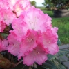 Władysław Łokietek ROYAL ROSY PBR - różanecznik jakuszimański - Rhododendron yakushimanum 'Władysław Łokietek Roual Rosy' PBR ROYAL ROSY