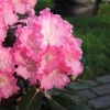 Władysław Łokietek ROYAL ROSY PBR - różanecznik jakuszimański - Rhododendron yakushimanum 'Władysław Łokietek Roual Rosy' PBR ROYAL ROSY