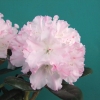 Władysław Łokietek ROYAL ROSY PBR - Рододендрон Якушиманский - Rhododendron yakushimanum 'Władysław Łokietek Roual Rosy' PBR ROYAL ROSY