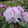 Hoppy - Rhododendron yakushimanum - Hoppy - Rhododendron yakushimanum