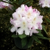 Hoppy - Rhododendron yakushimanum - Hoppy - Rhododendron yakushimanum