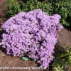 Amethyst - Rhododendron impeditum ; Rhododendron Dwarf Hybrids - Amethyst - Rhododendron impeditum