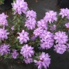 Amethyst - Rhododendron impeditum ; Rhododendron Dwarf Hybrids - Amethyst - Rhododendron impeditum