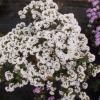 Billy Novinka - Rhododendron ; Rhododendron Dwarf Hybrids - Billy Novinka - Rhododendron impeditum