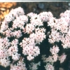 Billy Novinka - Różanecznik miniaturowy - Billy Novinka - Rhododendron impeditum