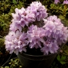Krumlov lapponicum - Rhododendron ; Rhododendron Dwarf Hybrids - Krumlov lapponicum - Rhododendron